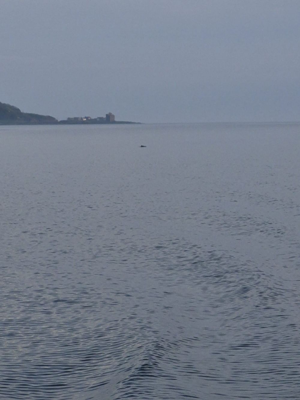 Porpoise in the distance off Portencross
